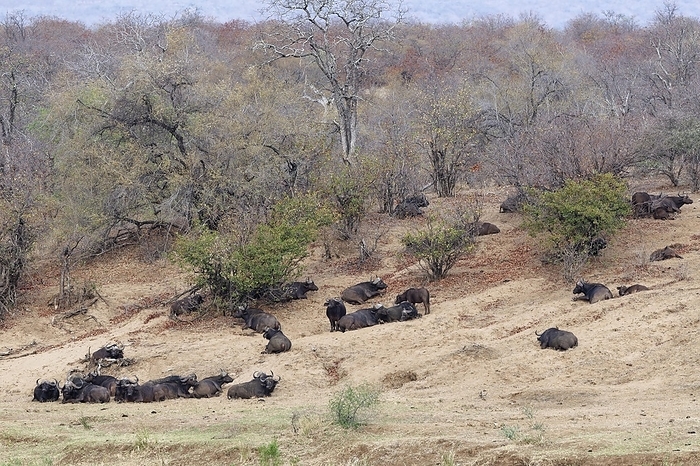 Cape buffalo Cape buffaloes  Syncerus caffer caffer , herd resting on the banks of the Olifants River, Kruger National Park, South Africa, Africa, by Jean Fran ois Ducasse