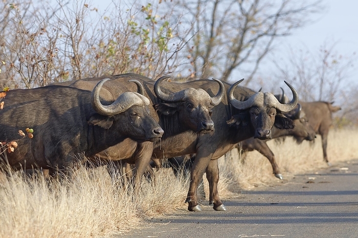 Cape buffalo Cape buffaloes  Syncerus caffer caffer , herd crossing the asphalt road, Kruger National Park, South Africa, Africa, by Jean Fran ois Ducasse