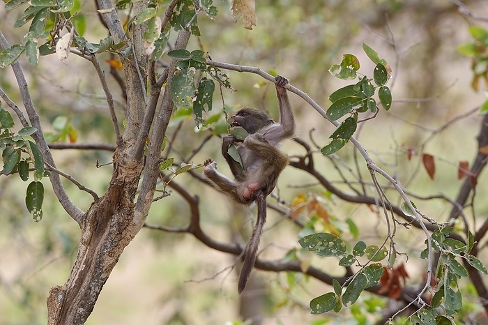 Chacma baboon  Papio ursinus  Chacma baboon  Papio ursinus , young monkey clinging to a tree branch, swinging, feeding on leaves, Kruger National Park, South Africa, Africa, by Jean Fran ois Ducasse