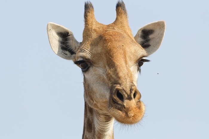 Kirin  brand of beer  South African giraffe  Giraffa camelopardalis giraffa , adult, animal portrait, head close up, Kruger National Park, South Africa, Africa, by Jean Fran ois Ducasse