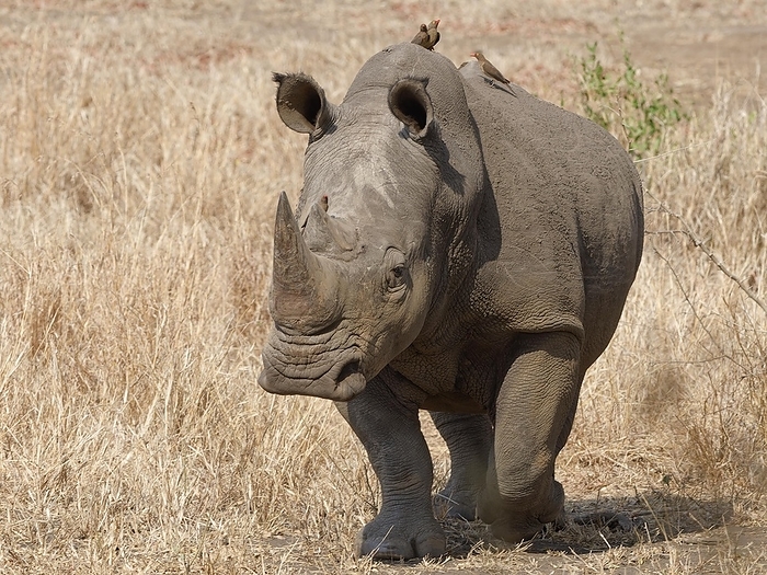 white rhinoceros  Ceratotherium simum  Southern white rhinoceros  Ceratotherium simum simum , adult male walking while looking at camera, red billed oxpeckers  Buphagus erythrorynchus  on its back, Kruger National Park, South Africa, Africa, by Jean Fran ois Ducasse