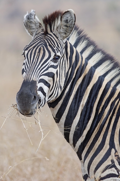 plains zebra  Equus quagga  Burchell s zebra  Equus quagga burchellii , adult feeding on dry grass, animal portrait, Kruger National Park, South Africa, Africa, by Jean Fran ois Ducasse
