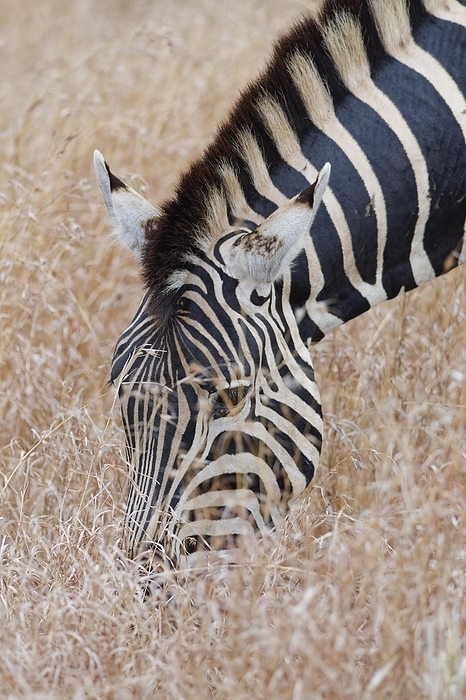 plains zebra  Equus quagga  Burchell s zebra  Equus quagga burchellii , adult in tall dry grass, feeding, head close up, Kruger National Park, South Africa, Africa, by Jean Fran ois Ducasse