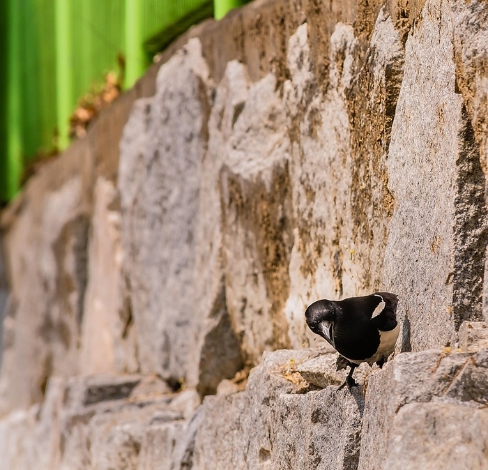 Closeup of magpie perched on a stone wall hunting for food on a bright sunny day, by John Erskin