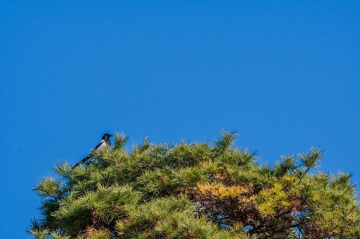 Single magpie perched on top branches of tall evergreen tree with blue sky in background, by John Erskin