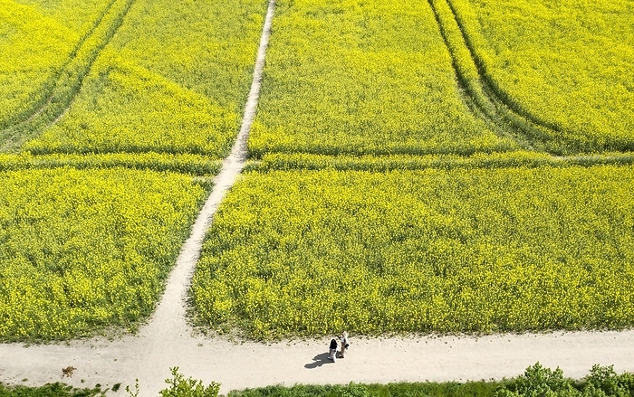 Aerial view, walkers pass fields of rapeseed in bloom, Teltow, 13/05/2023, by Jochen Eckel