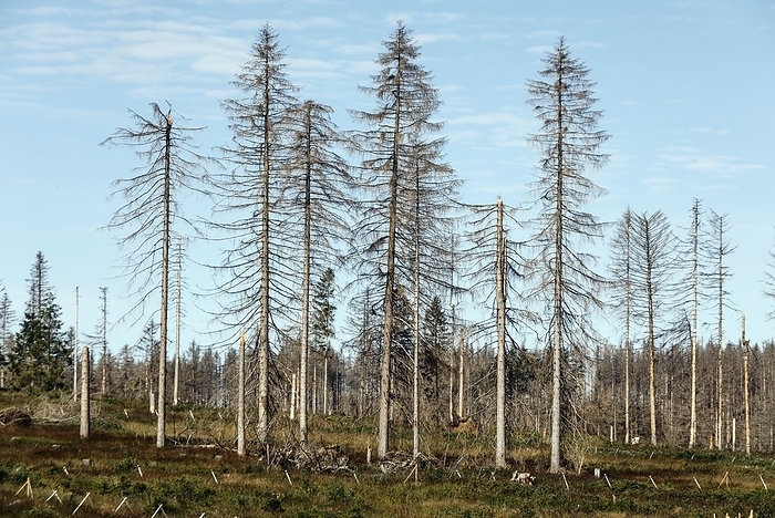 Dead spruce trees due to bark beetle infestation. Heat, drought, storms and climate change have severely damaged German forests, Oderbrück, 17.07.2022, by Jochen Eckel