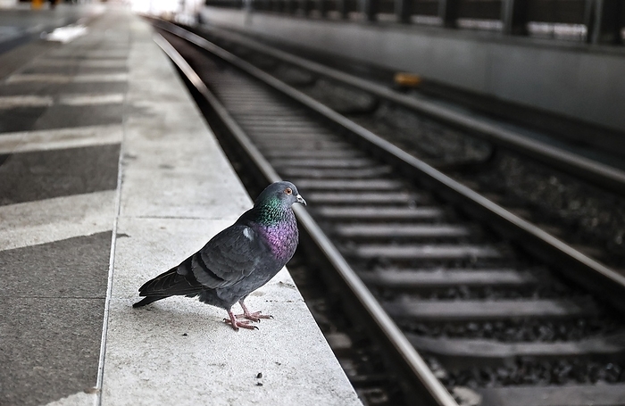 Berlin, Germany A pigeon sits on the platform at S dkreuz station. The fourth train drivers  strike by the German Train Drivers  Union, GDL, on Deutsche Bahn s passenger services has begunm, Berlin, 24 January 2024, by Jochen Eckel