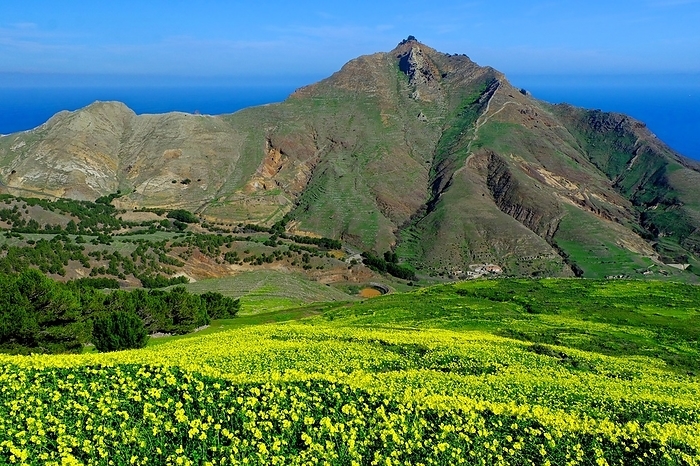 Pico Branco, Porto Santo Island, neighbouring island of Madeira, blooming clover, mountain, trees, by Klaus Lielischkies