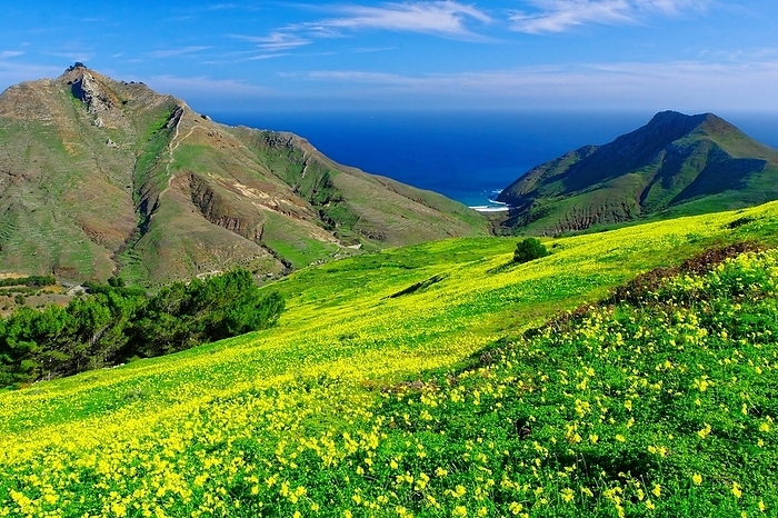 Pico Branco, Porto Santo Island, neighbouring island of Madeira, blooming clover, mountains, trees, by Klaus Lielischkies