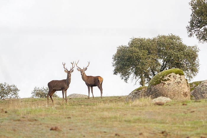 red deer  Cervus elaphus  Two magnificent specimens of adult male of deer  Cervus elaphus  in their natural environment. Shot made in Andujar, Andalusia, Spain, Europe, by  . Loredana De Sole