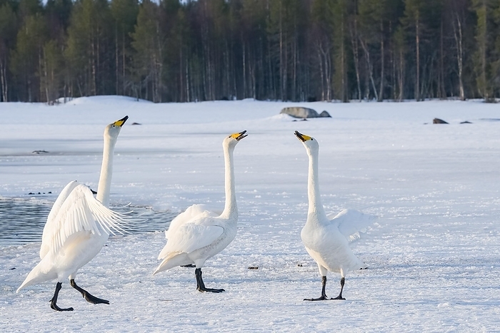 whooper swan  Cygnus cygnus  Wild swan  Cygnus cygnus  on the lake, Kusamo Finland, by   Loredana De Sole