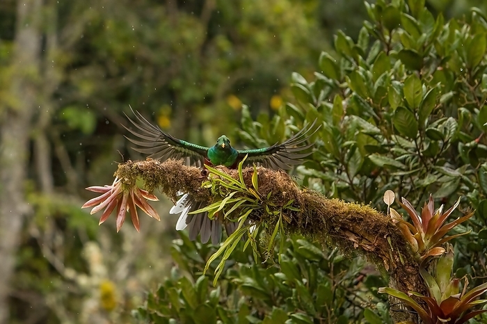 resplendent quetzal  Pharomachrus mocinno  Quetzal  Pharomachrus mocinno  Costarica, by   Loredana De Sole