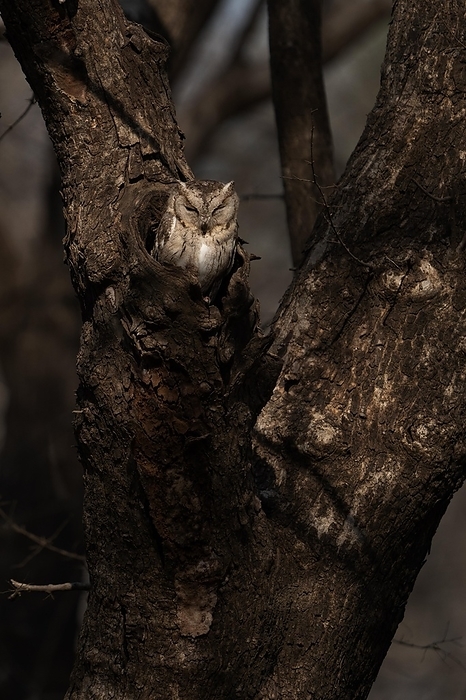 screech owl  Otus asio  Scops owl  Otus bakkamoena  photographed in the jungle of Ranthambore National Park famous for tigers in Rajastan India, by   Loredana De Sole
