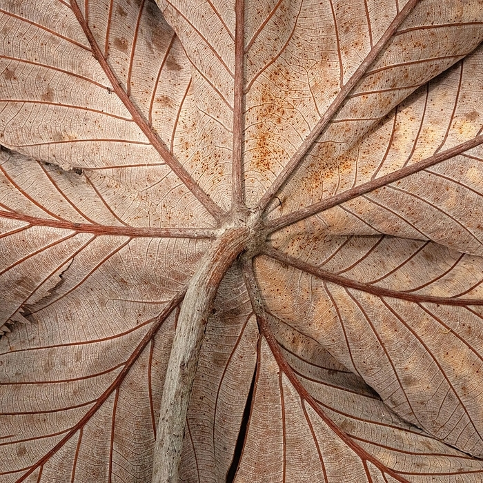 Cecropia leaf, rainforest, Costarica, by © Loredana De Sole