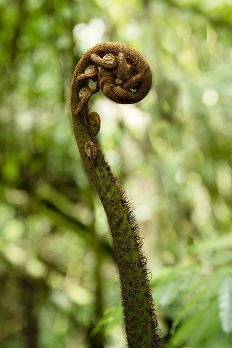 Indonesia Fern in the jungle. Tangkoko National Park Sulawesi indonesia, by   Loredana De Sole