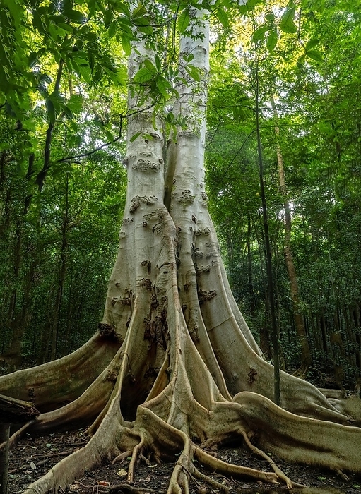 Indonesia Jant tree in the jungle, Tangkoko National Park Sulawesi indonesia, by   Loredana De Sole