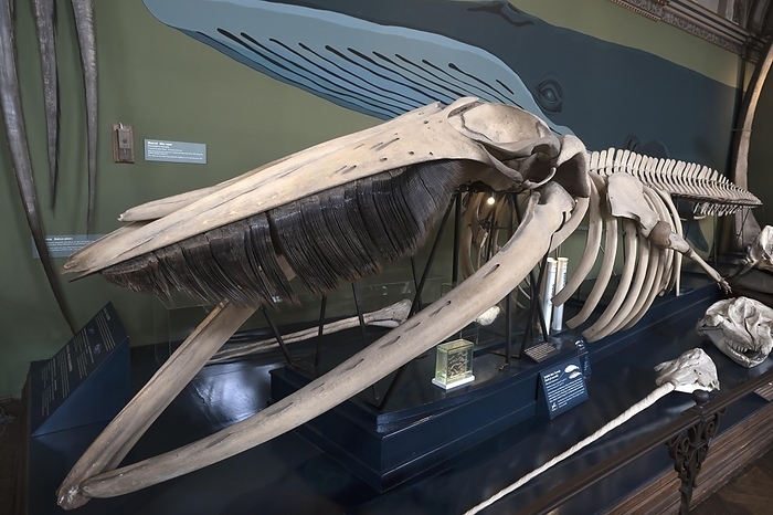 fin whale Skeleton of a fin whale  Balaenoptera physalus , Natural History Museum, opened 1889, Vienna, Austria, Europe, by Helmut Meyer zur Capellen
