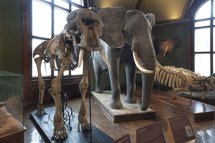 African bush elephant African elephant  Loxodonta africana  and skeleton, Natural History Museum, opened 1889, Vienna, Austria, Europe, by Helmut Meyer zur Capellen