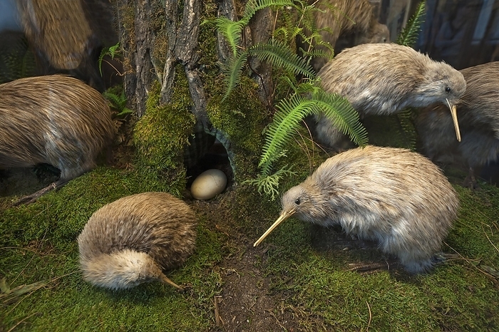 Southern striped kiwi (Apteryx australis) top right, and dwarf kiwi (Apteryx oeni) in front, Natural History Museum, opened 1889, Vienna, Austria, Europe, by Helmut Meyer zur Capellen