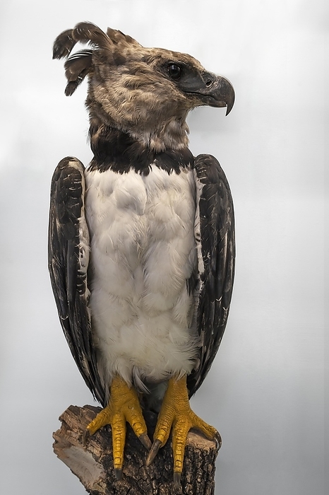 Steller s sea eagle  Haliaeetus pelagicus  American harpy eagle  Harpia harpyja , bird of prey species of Central and South America, Natural History Museum, opened 1889, Vienna, Austria, Europe, by Helmut Meyer zur Capellen