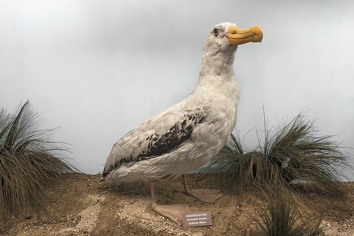 Wandering albatross (Diomedia exculans), Natural History Museum, opened 1889, Vienna, Austria, Europe, by Helmut Meyer zur Capellen