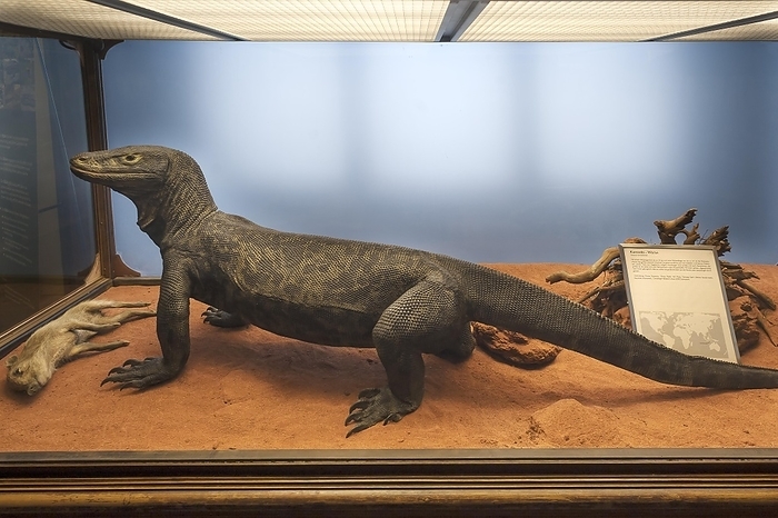 Komodo dragon (Varanus komodoensis), Natural History Museum, opened 1889, Vienna, Austria, Europe, by Helmut Meyer zur Capellen