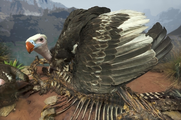 greater spotted vulture  Gyps fulvus  White headed vulture  Trigonoceps occipitalis , Natural History Museum, opened 1889, Vienna, Austria, Europe, by Helmut Meyer zur Capellen