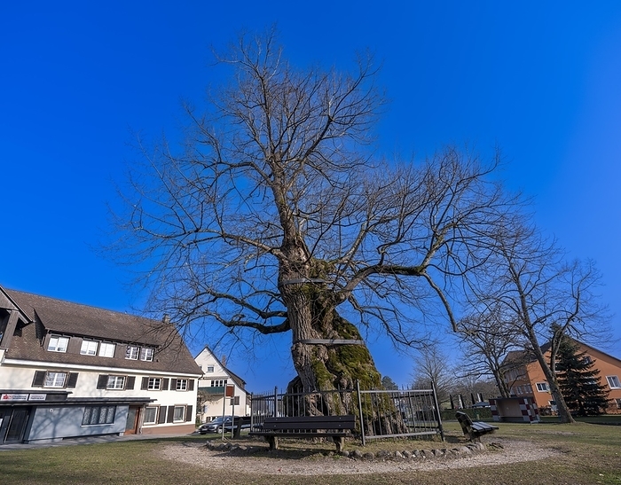 Germany Court lime tree  Tilia , according to tradition 700 years old, on the Ergat  village square  in Mittelzell on the island of Reichenau in Lake Constance, Constance district, Reichenau, Baden W rttemberg, Germany, Europe, by Norbert Neetz