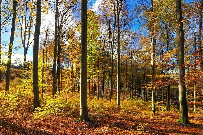 Germany Forest path through an autumn coloured beech forest in Bavaria, Germany, Europe, by alimdi   Reinhold Ratzer