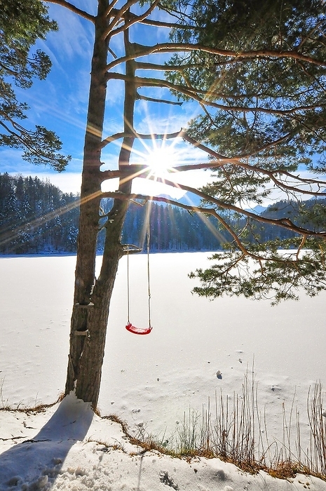 Germany Swing for children on a pine tree, on a frozen lake in the Alps, Bavaria, Germany, Europe, by alimdi   Reinhold Ratzer