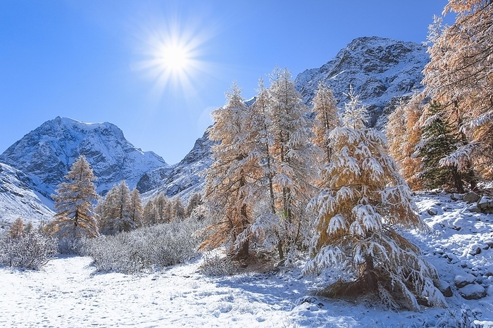 Switzerland Freshly snow covered golden yellow larches with the 3637 m high Mt. Collon in the background, autumn in the Arolla valley, in the canton of Valais, Switzerland, Europe, by Patrick Frischknecht