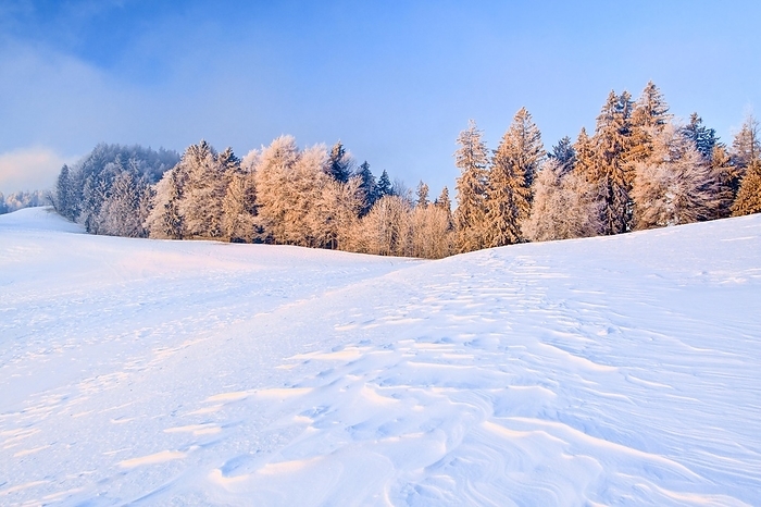 Switzerland Icy morning at sunrise with view over wind blown snow to trees covered with hoarfrost at the edge of the forest in the background, Z rcher Oberland, Switzerland, Europe, by Patrick Frischknecht