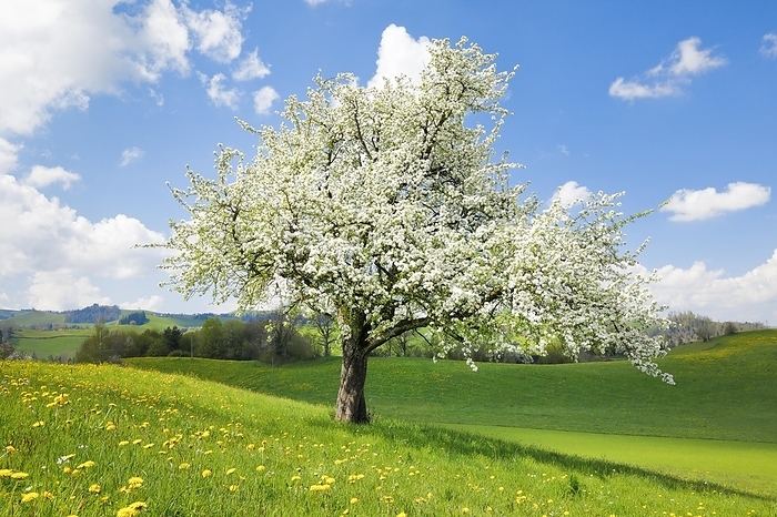 Switzerland Solitary flowering pear tree in spring on the Hirzel, Switzerland, Europe, by Patrick Frischknecht