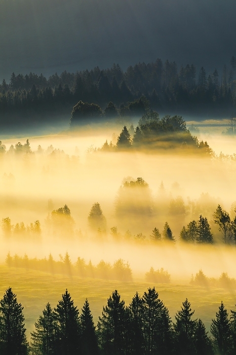 Switzerland Fog and forest at the Rothenthurm high moor, Canton Schwyz, Switzerland, Europe, by Patrick Frischknecht