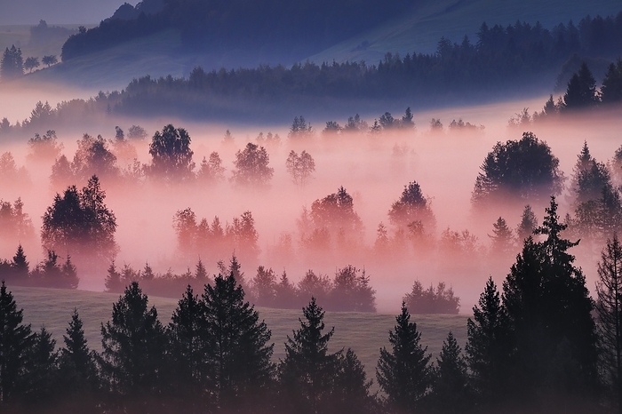 Switzerland Fog and trees at the Rothenthurm high moor, Canton Schwyz, Switzerland, Europe, by Patrick Frischknecht