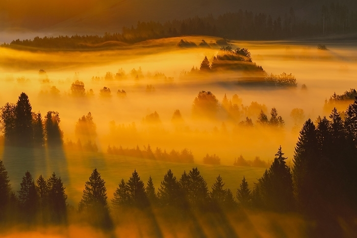 Switzerland Fog and forest at the Rothenthurm high moor, Canton Schwyz, Switzerland, Europe, by Patrick Frischknecht