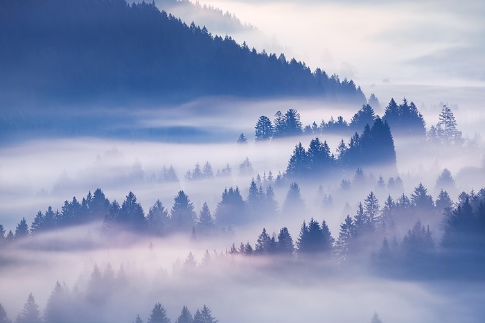 Switzerland Fog and forest in Ober geri in the canton of Zug, Switzerland, Europe, by Patrick Frischknecht