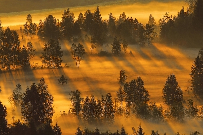 Switzerland Fog and trees at the Rothenthurm high moor, Canton Schwyz, Switzerland, Europe, by Patrick Frischknecht