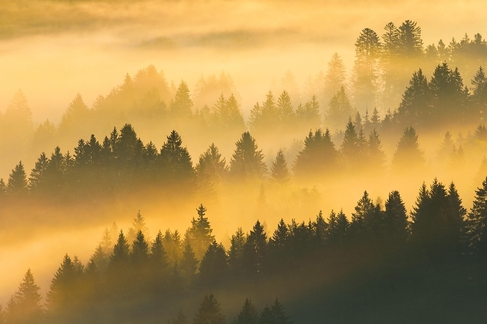 Switzerland Fog and forest in Ober geri in the canton of Zug, Switzerland, Europe, by Patrick Frischknecht