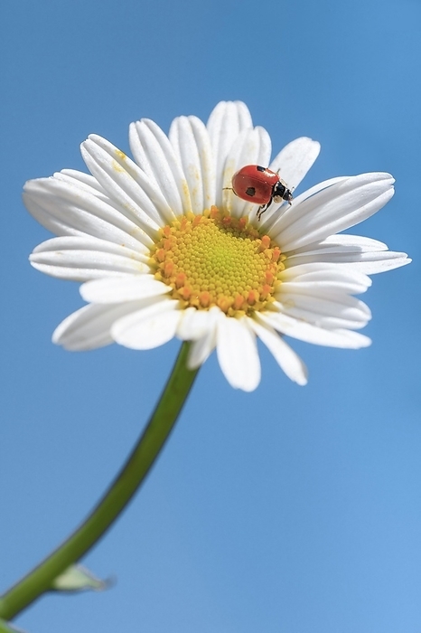 Ladybird on daisy, Switzerland, Europe, by Patrick Frischknecht