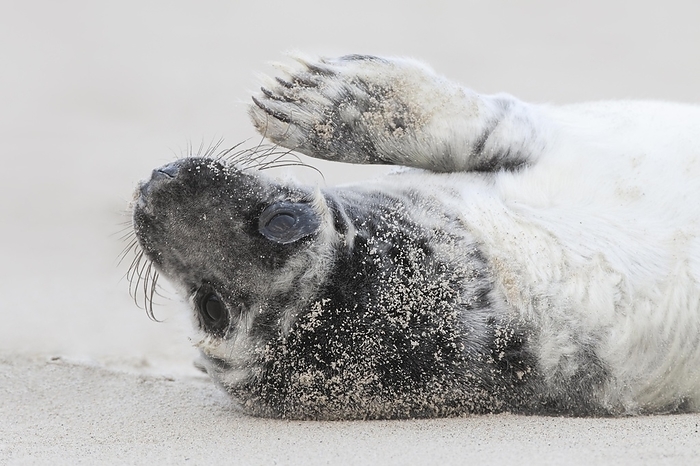Grey seal baby in white-black fur lying on sandy beach and waving with flipper, on the island of Düne near Heligoland, Germany, Europe, by Patrick Frischknecht