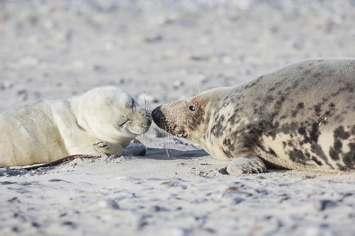 Grey seal baby and mother lying on the beach and sniffing each other, on the island of Düne near Heligoland, Germany, Europe, by Patrick Frischknecht