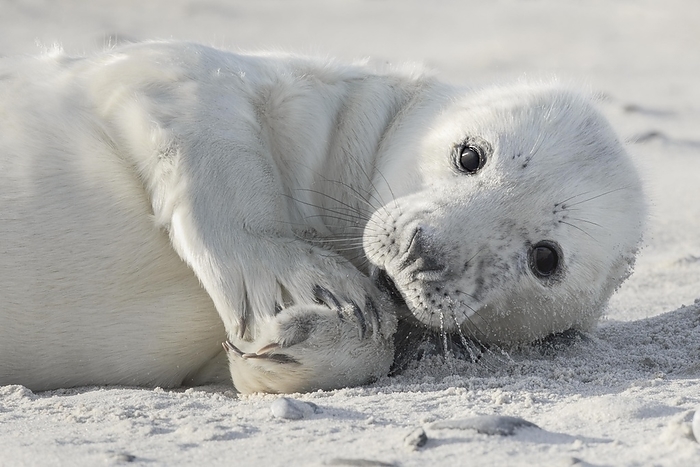 Grey seal baby with white fur lies on the sandy beach on the island of Düne near Heligoland, Germany, Europe, by Patrick Frischknecht