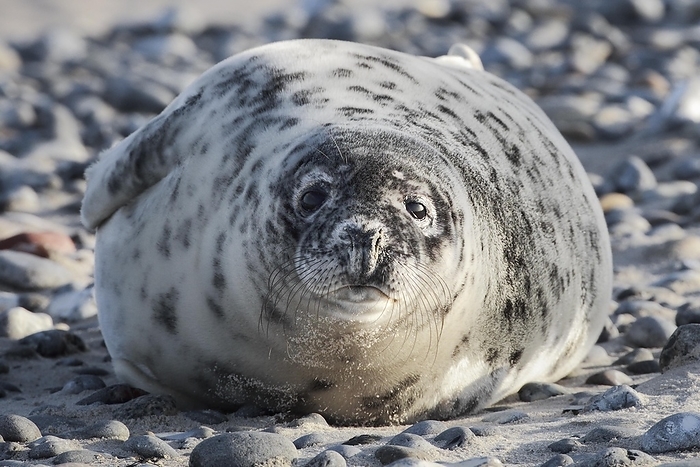 Grey seal pup lying on the beach on the island of Düne near Heligoland, Germany, Europe, by Patrick Frischknecht