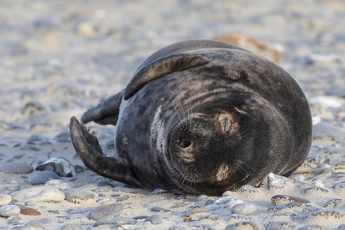 Grey seal baby in black fur lying on the beach on the island of Düne near Helgoland, Germany, Europe, by Patrick Frischknecht
