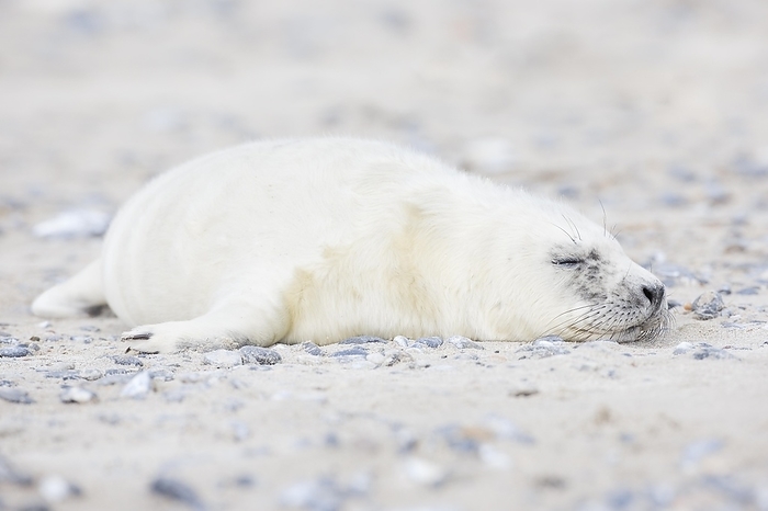 Grey seal baby with white fur lies on the sandy beach on the island of Düne near Heligoland, Germany, Europe, by Patrick Frischknecht