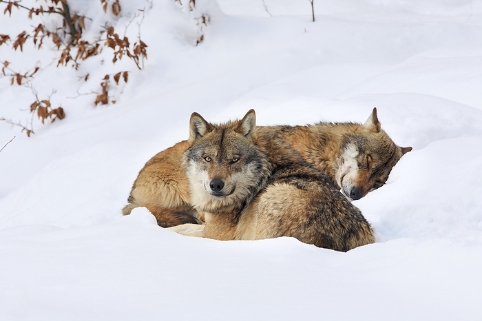 European wolf  Canis lupus europaeus  Wolf, common wolf, European wolf, Canis lupus lupus, European wolf, in winter, Bavarian Forest National Park, Germany, Europe, by Patrick Frischknecht