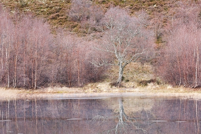 United Kingdom Reddish birch trees overgrown with moss are reflected in the water of a loch covered with ice floes, winter in the Scottish Highlands near Contin, United Kingdom, Europe, by Patrick Frischknecht