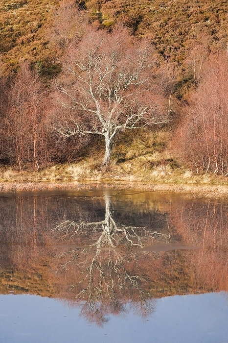 United Kingdom Reddish birch trees overgrown with moss are reflected in the water of a loch covered with ice floes, winter in the Scottish Highlands near Contin, United Kingdom, Europe, by Patrick Frischknecht
